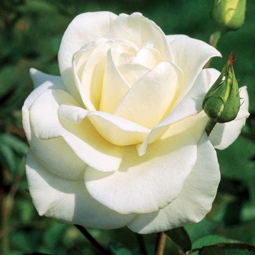 E-commerce, vendita, rose, in, vaso rose grandiflora - floribunda - bianco - Rosa Mount Shasta - rosa mediamente profumata - Herb Swim, O. L. Weeks - Perfetta rosa recisa